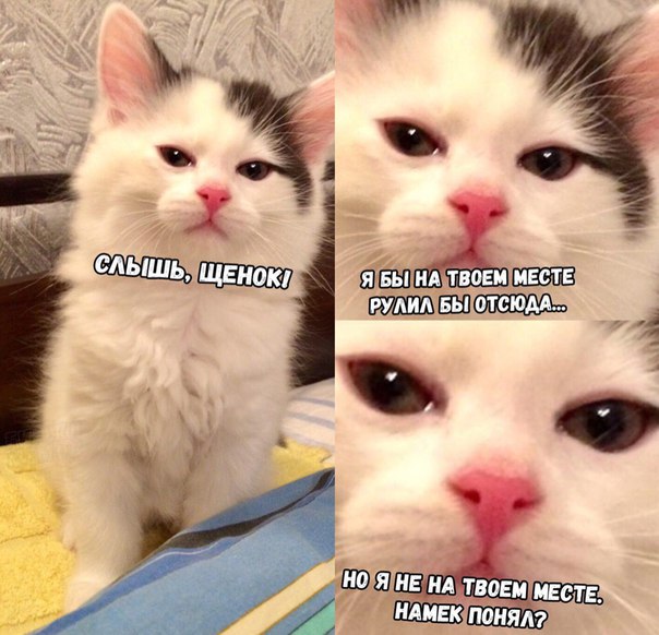 Прикол