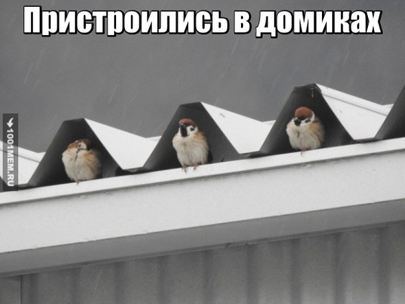 Прикол