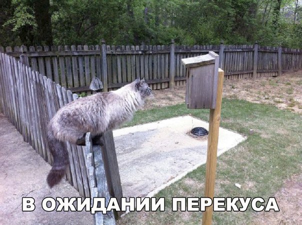 Прикол