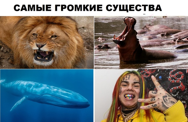 Прикол