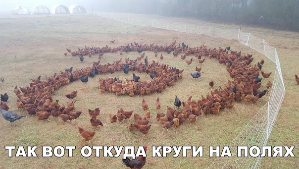 Прикол