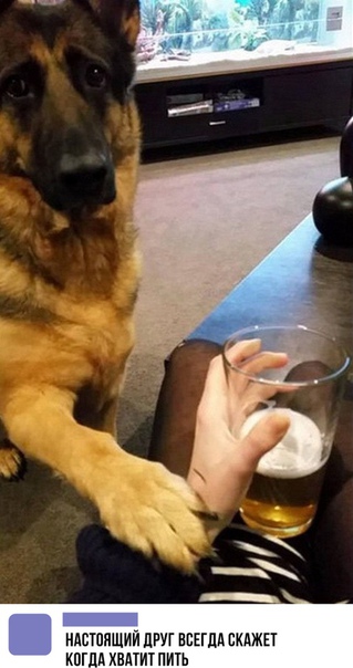 Прикол