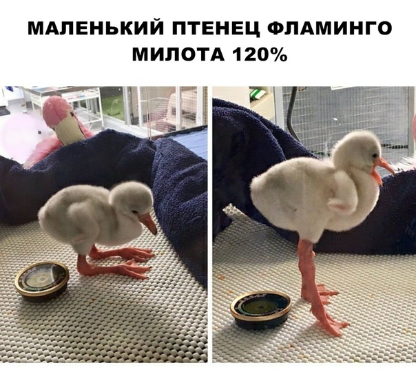 Прикол