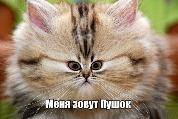 Прикол