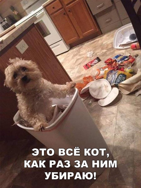 Прикол