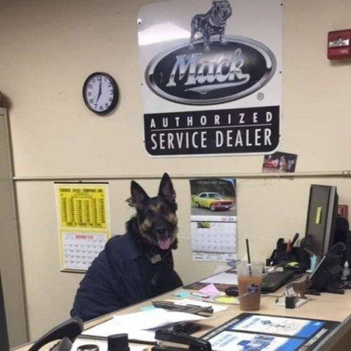 Прикол