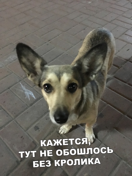 Прикол