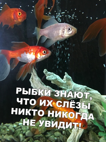 Прикол