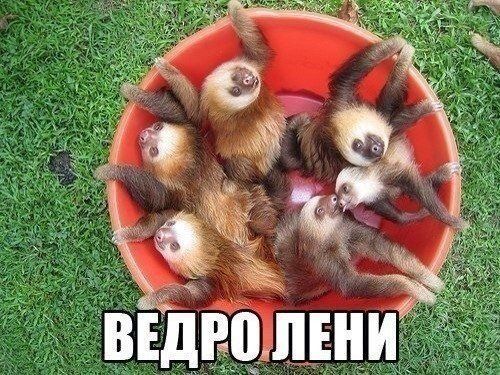Прикол