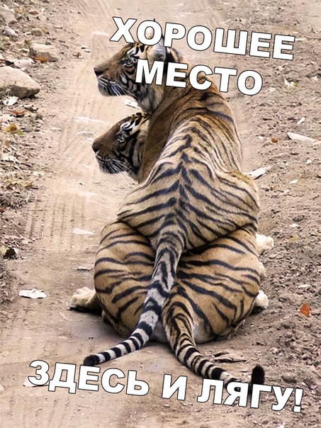 Прикол
