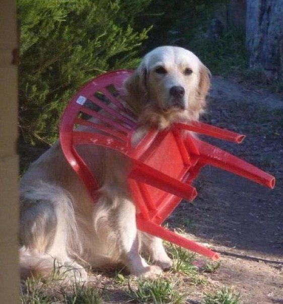 Прикол