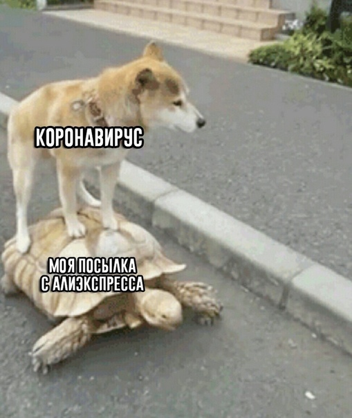 Прикол