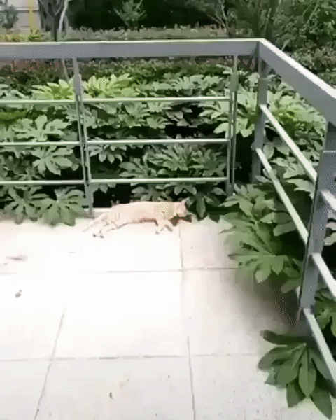 Прикол