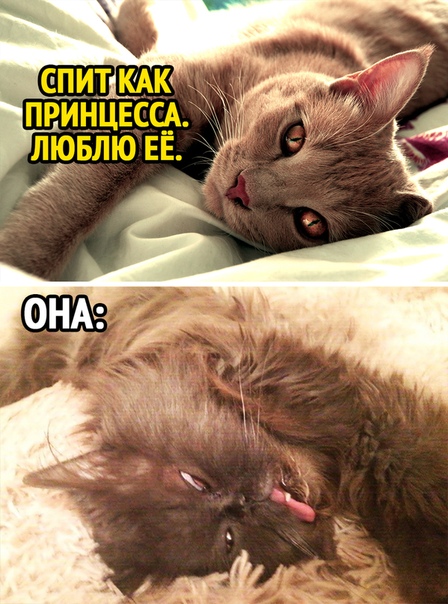 Прикол