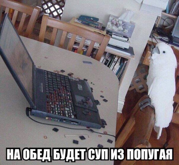 Прикол