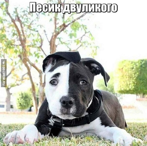 Прикол