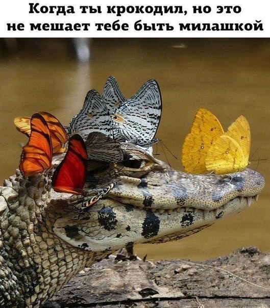 Прикол