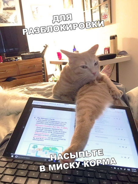Прикол