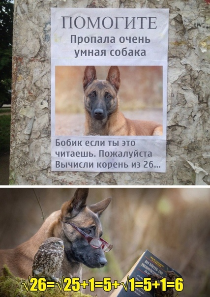 Прикол