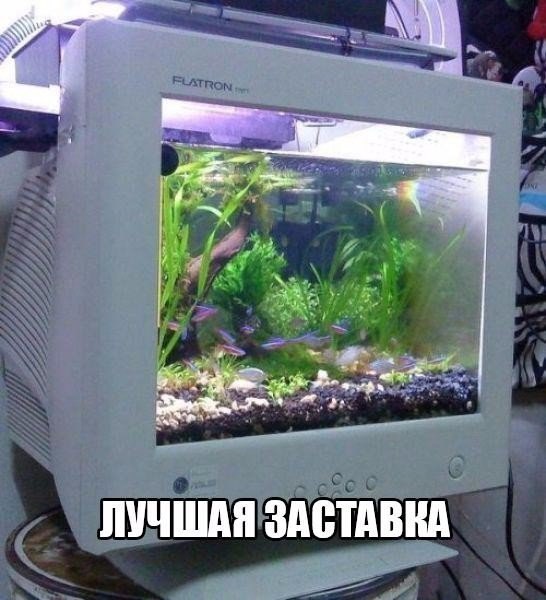 Прикол