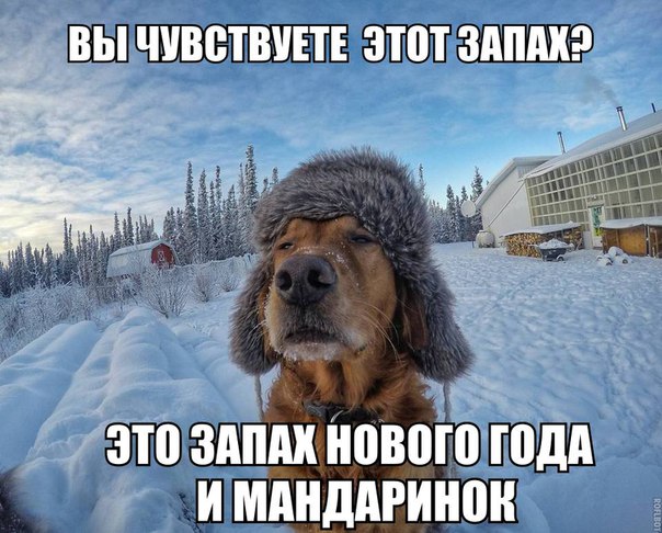 Прикол