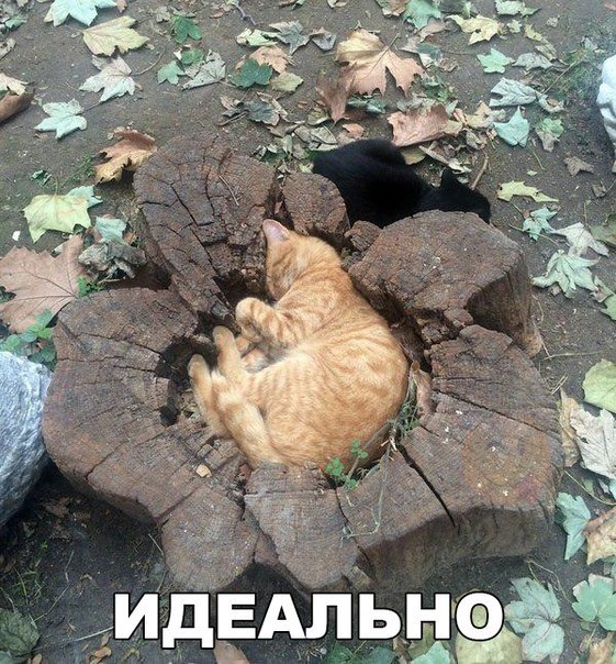 Прикол