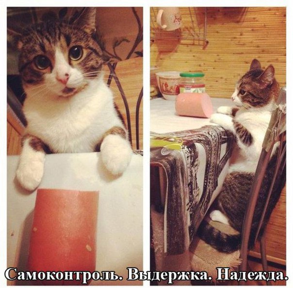 Прикол