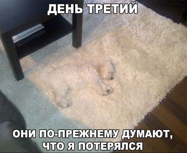 Прикол