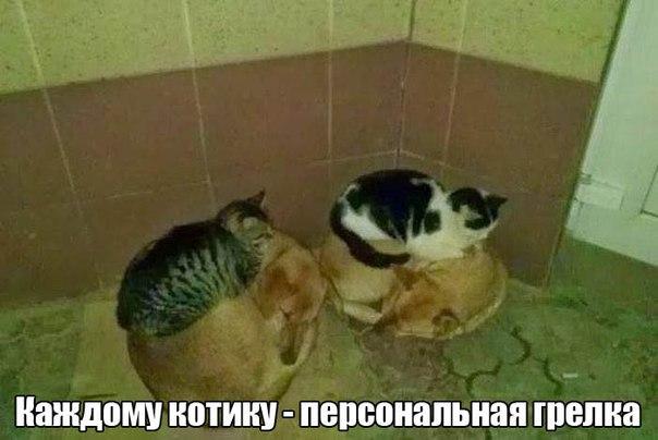 Прикол