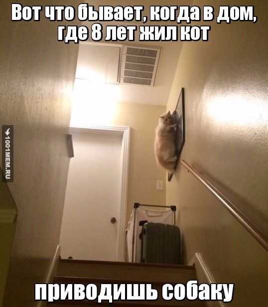 Прикол