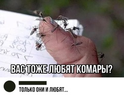 Комары не любят запах. Чего не любят комары. Что любят комары. Комар любовь.